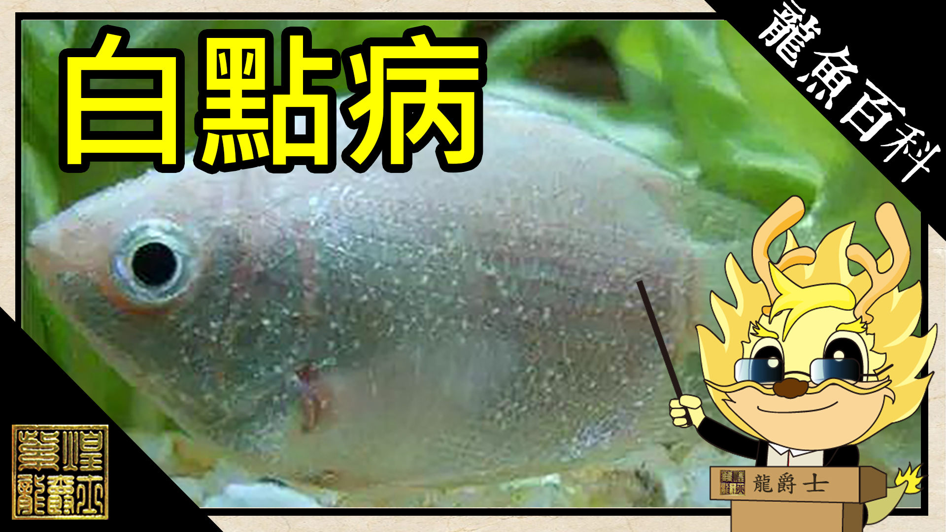 白點病 紫煌國際 Arowana Taiwan 亞洲龍魚