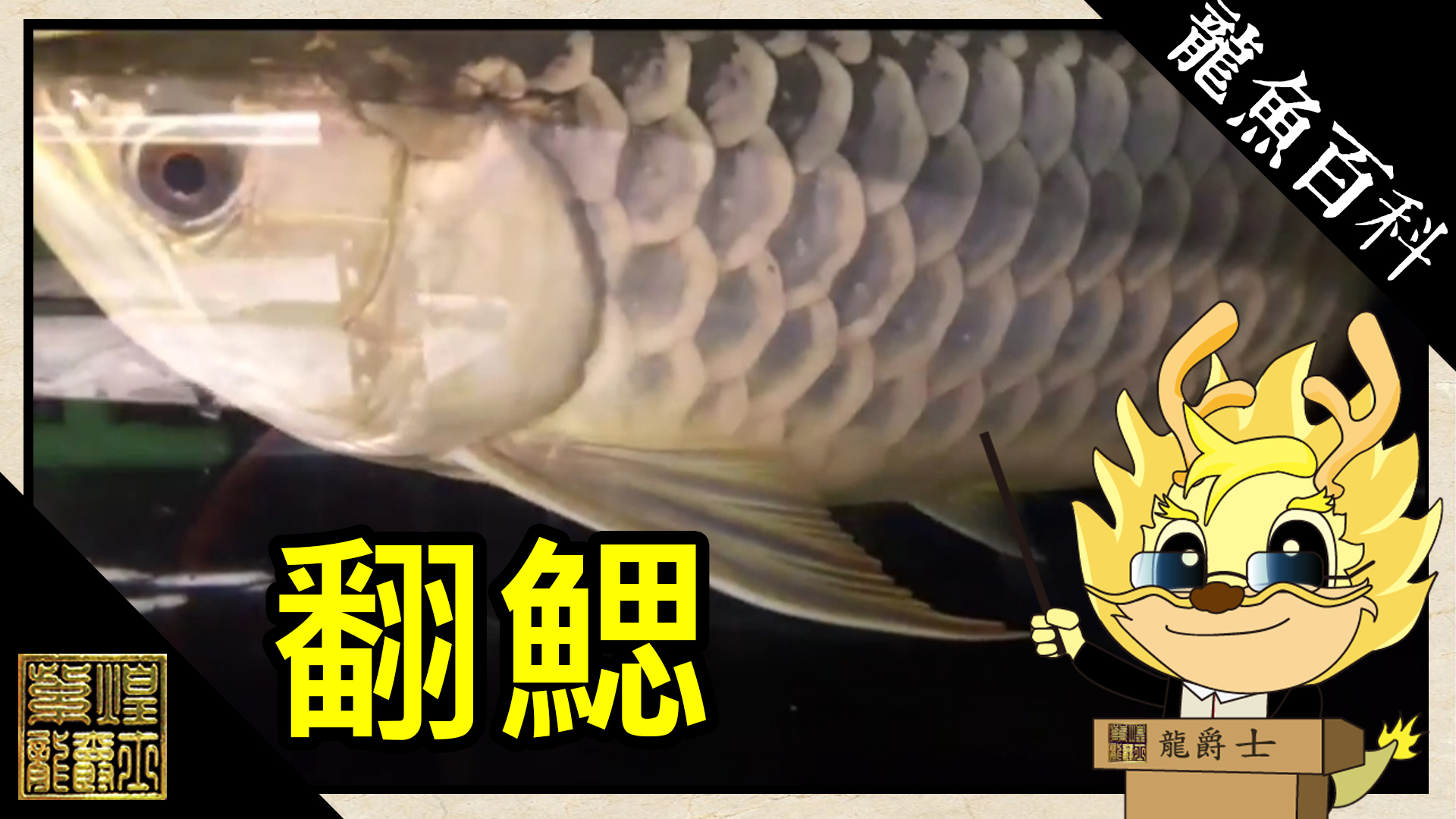 翻鰓 紫煌國際 Arowana Taiwan 亞洲龍魚