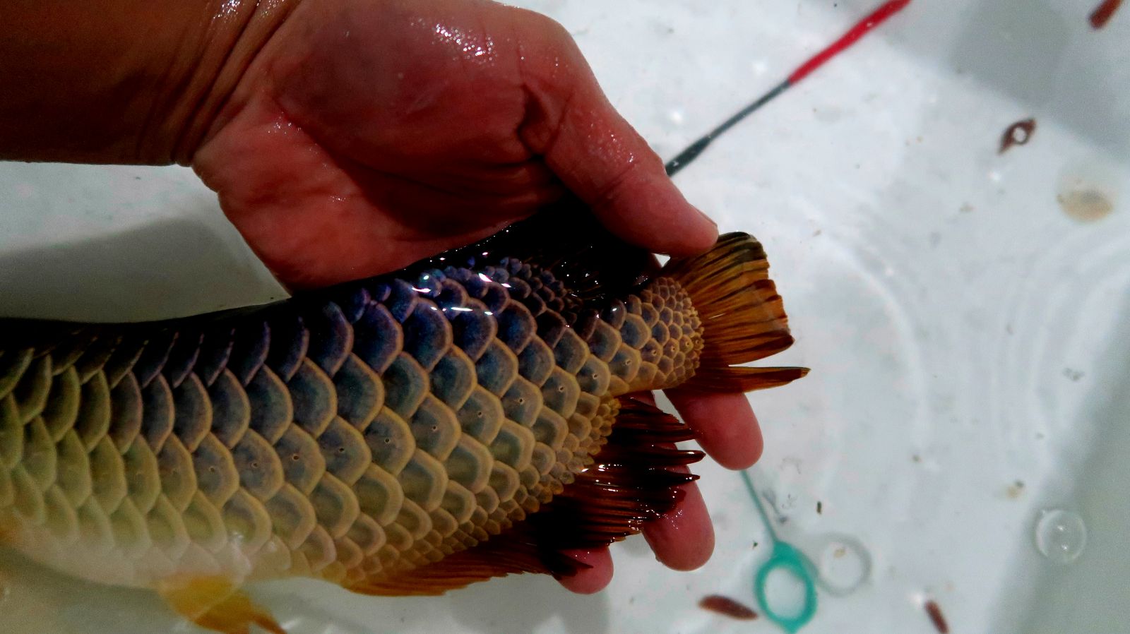 鰭尾 紫煌國際 Arowana Taiwan 亞洲龍魚