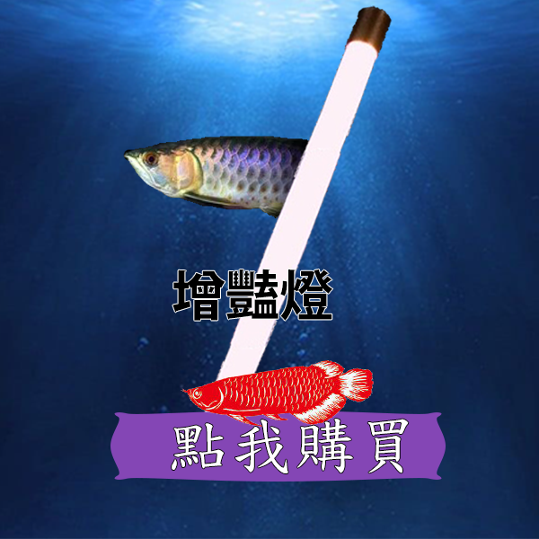 龍魚風水學- 龍爵士- taiwan 亞洲龍魚